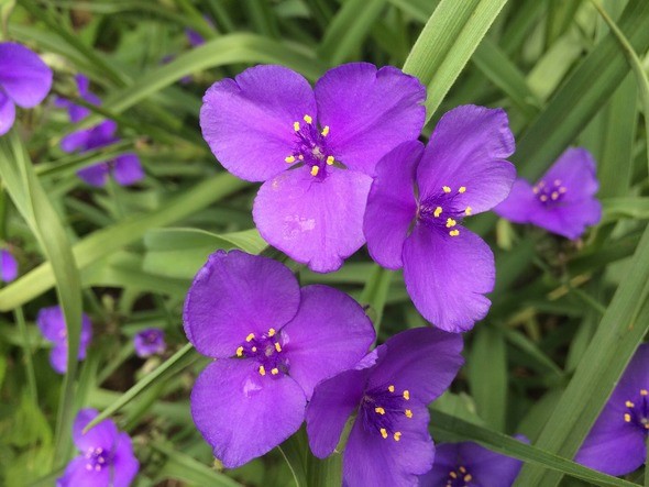 Purple violets in grass