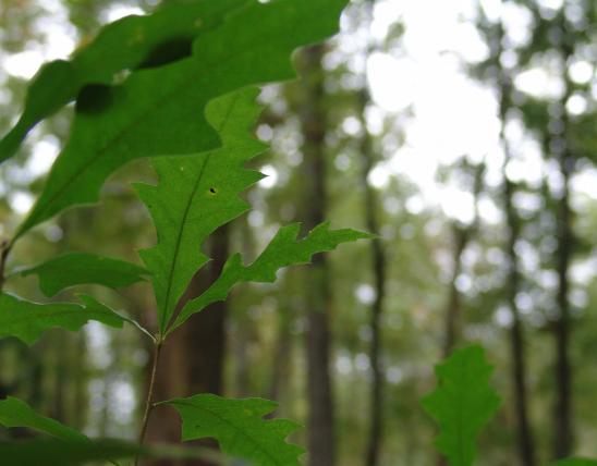 Closeup view of green pin oak leaves