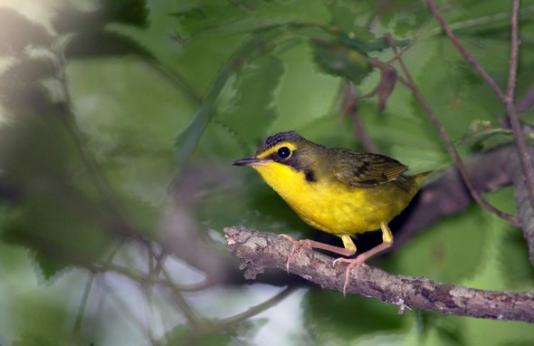 Kentucky warbler perches on tree branch