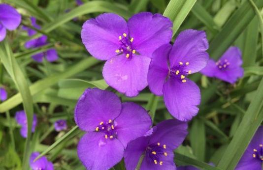 Purple violets in grass